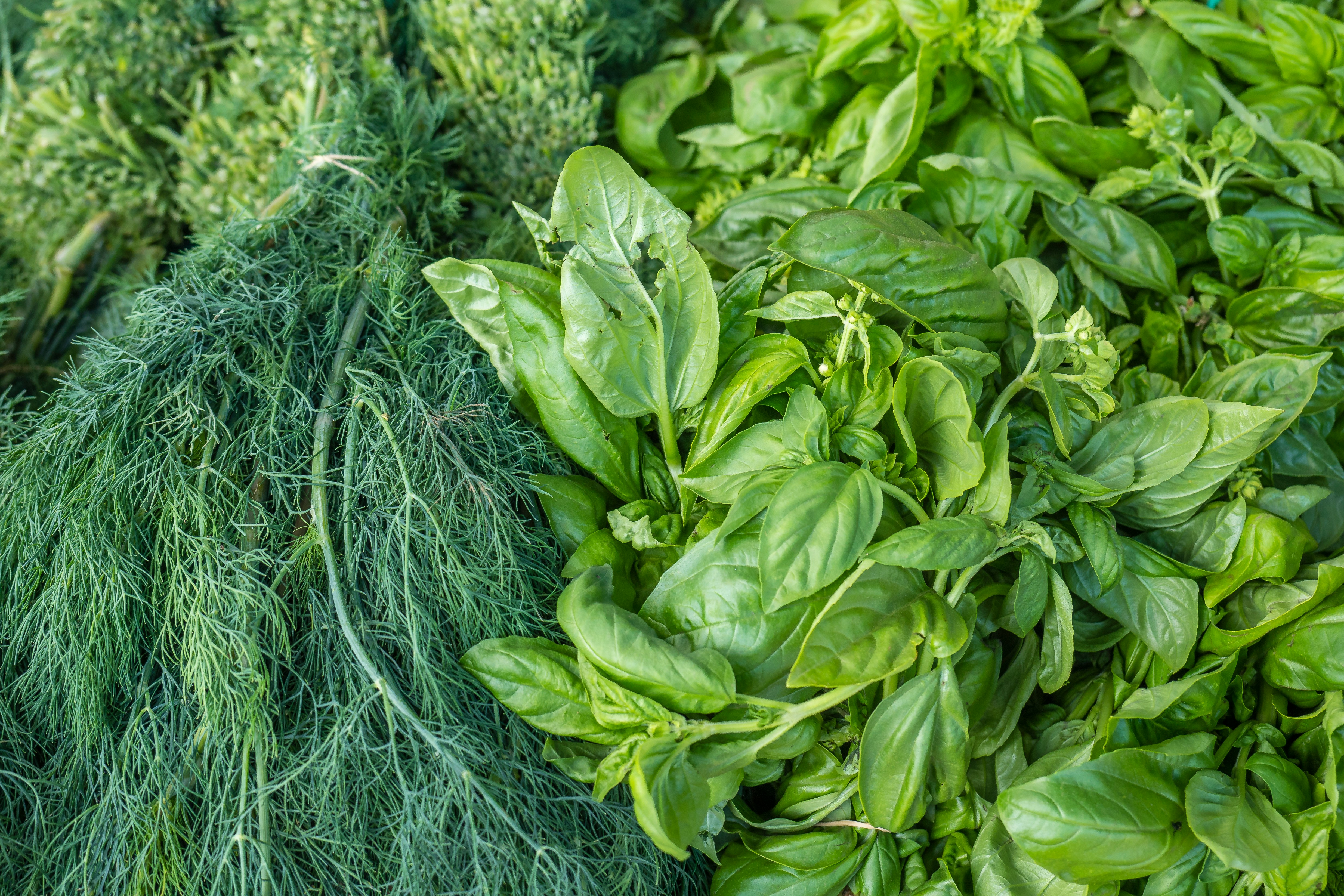 Fresh Herbs